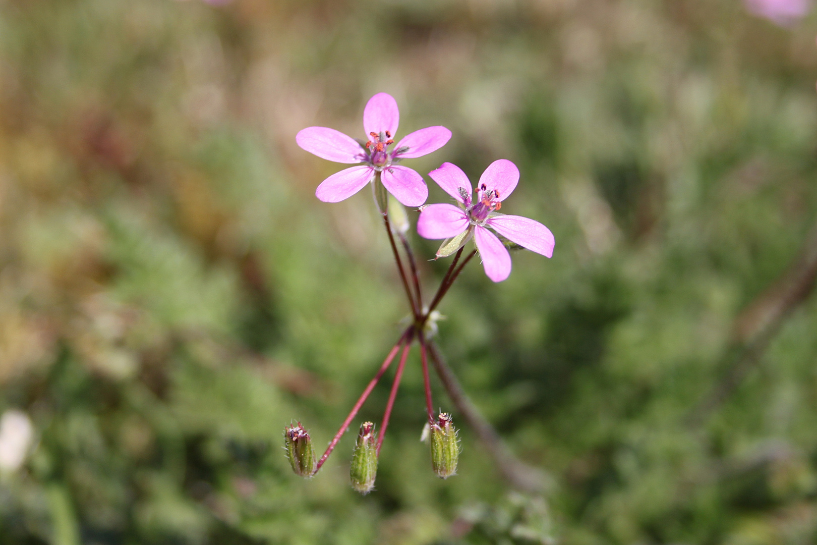 Blümchen