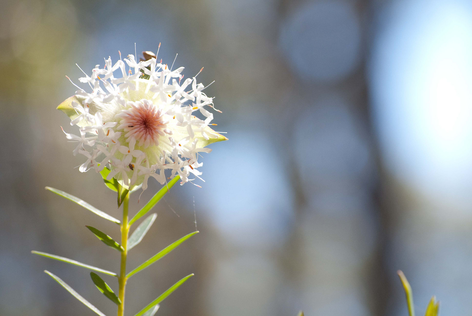 Blümchen