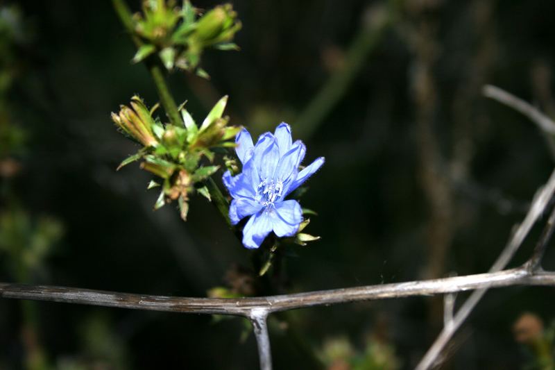 Blümchen