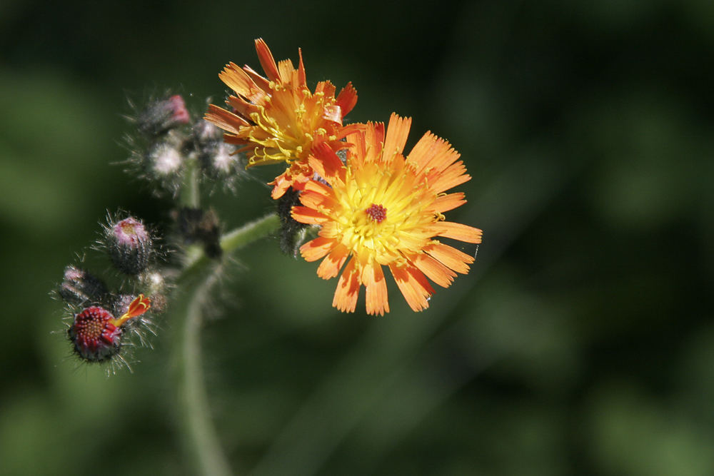 Blümchen