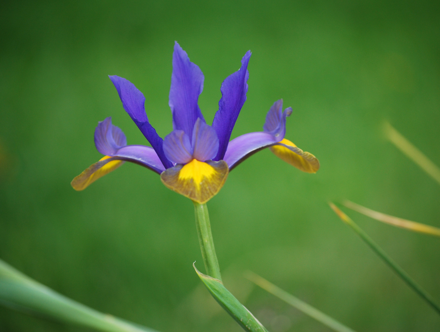 Blümchen