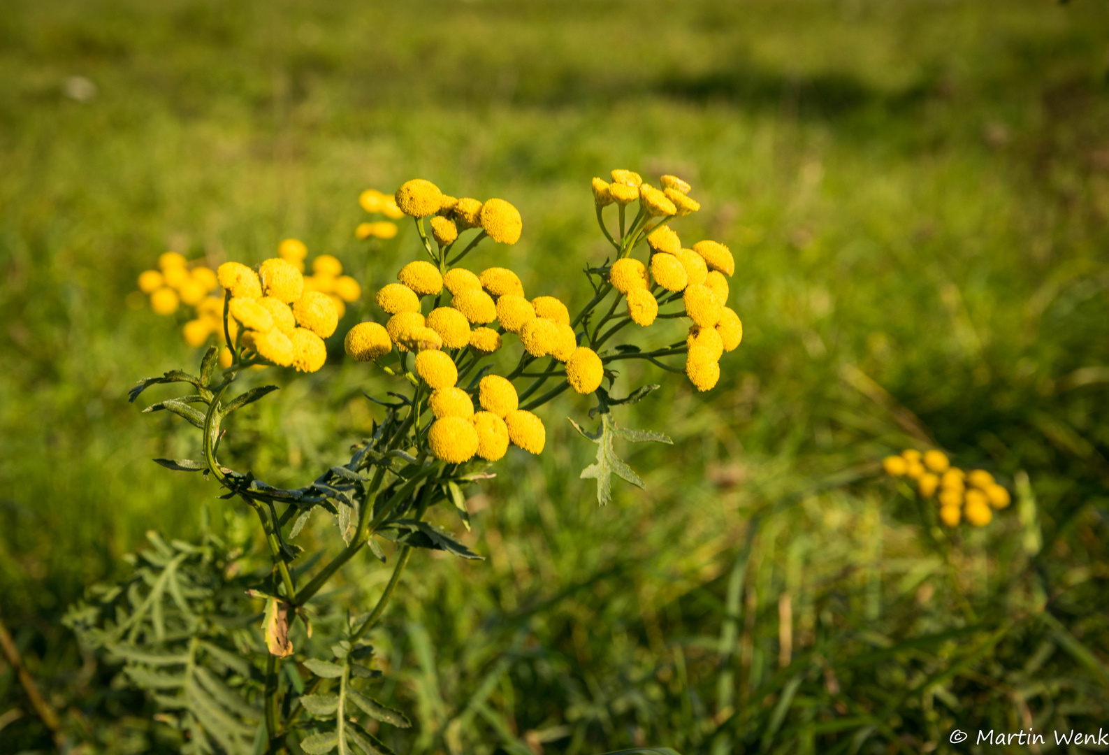 Blümchen