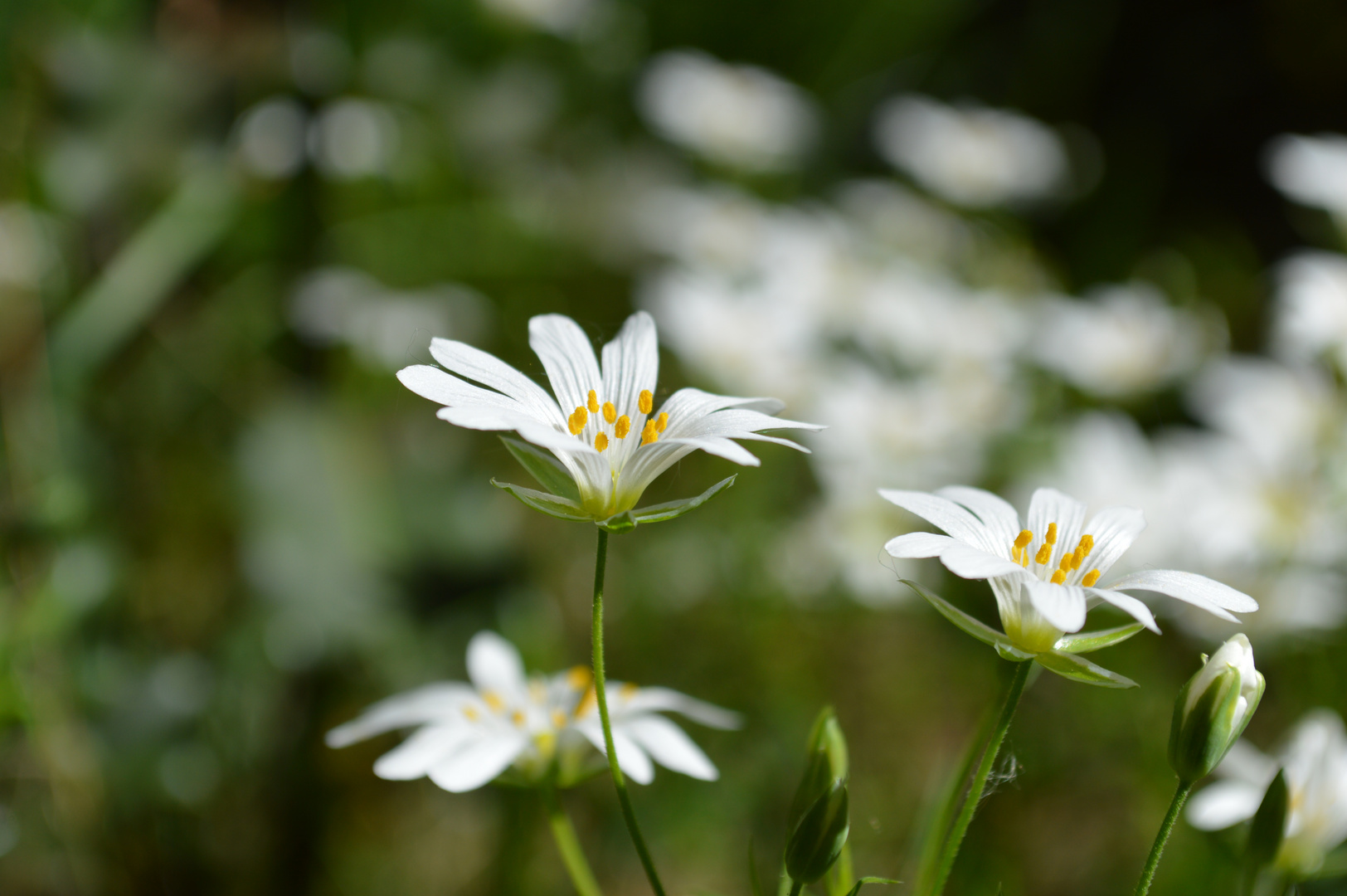 Blümchen