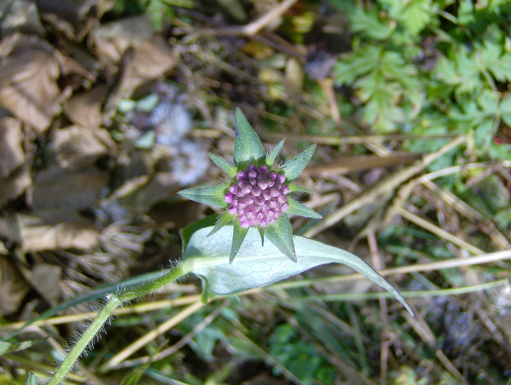 Blümchen