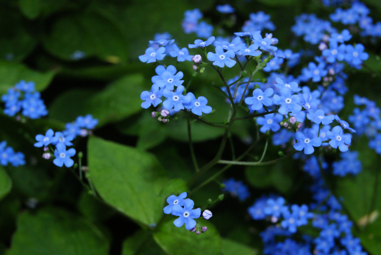 Blümchen :)