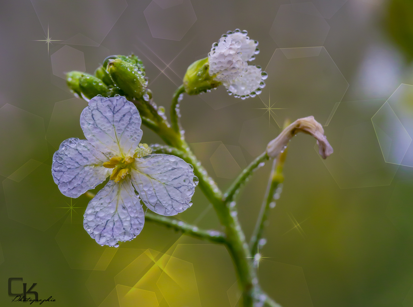 Blümchen