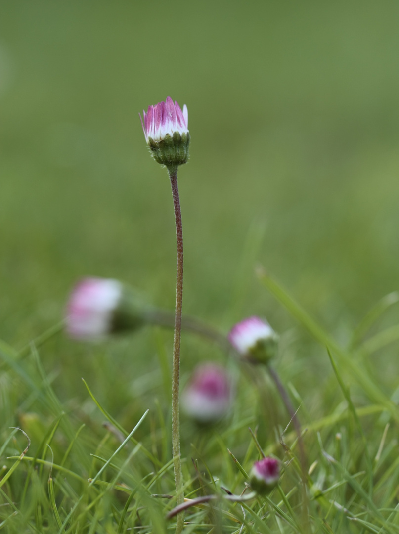 Blümchen, aber ohne Gänse....