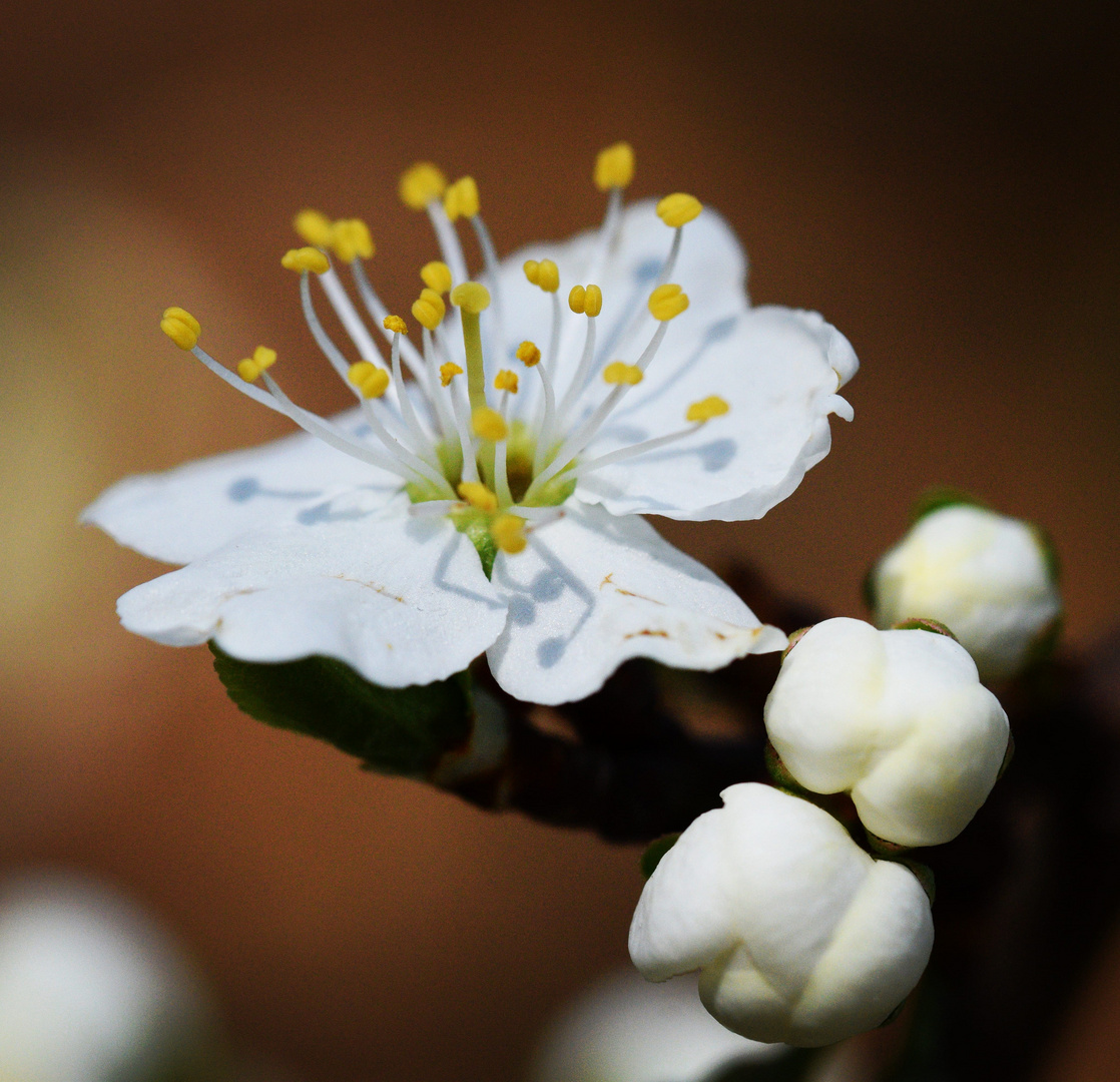 Blümchen 