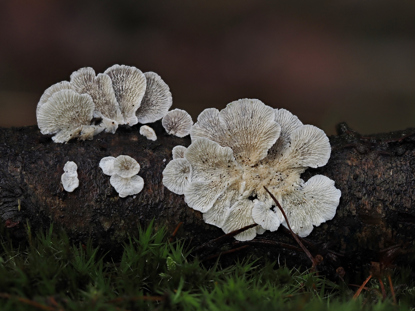 Blümchen aktuell