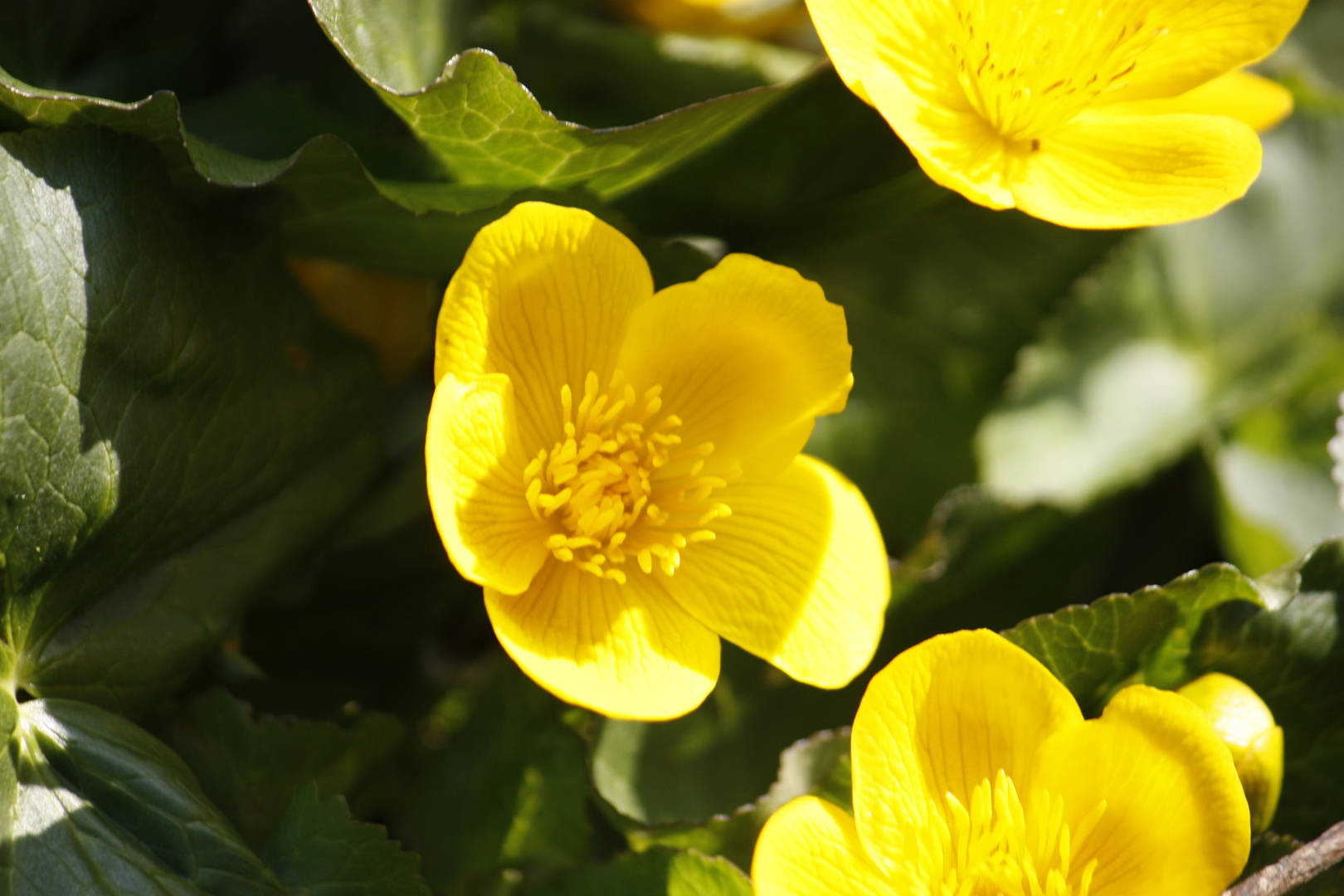 Blümchen am Bach