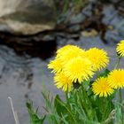 blümchen am bach