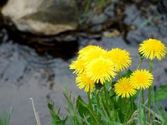 blümchen am bach