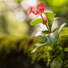 Blümchen am Brunnenrand