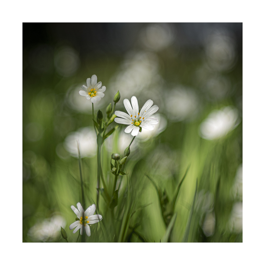 Blümchen am Dienstag