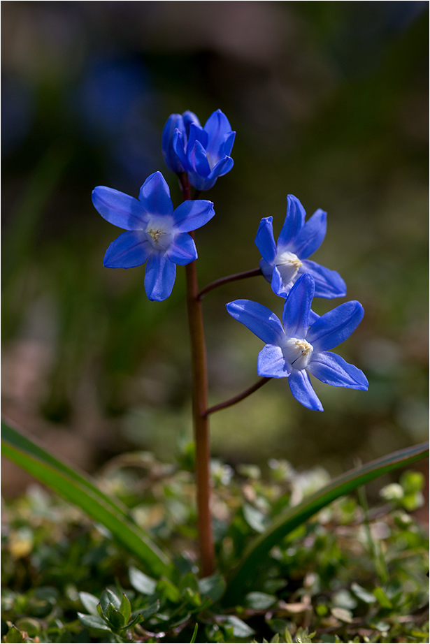 Blümchen am Dienstag...