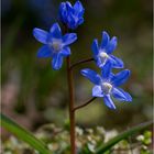 Blümchen am Dienstag...