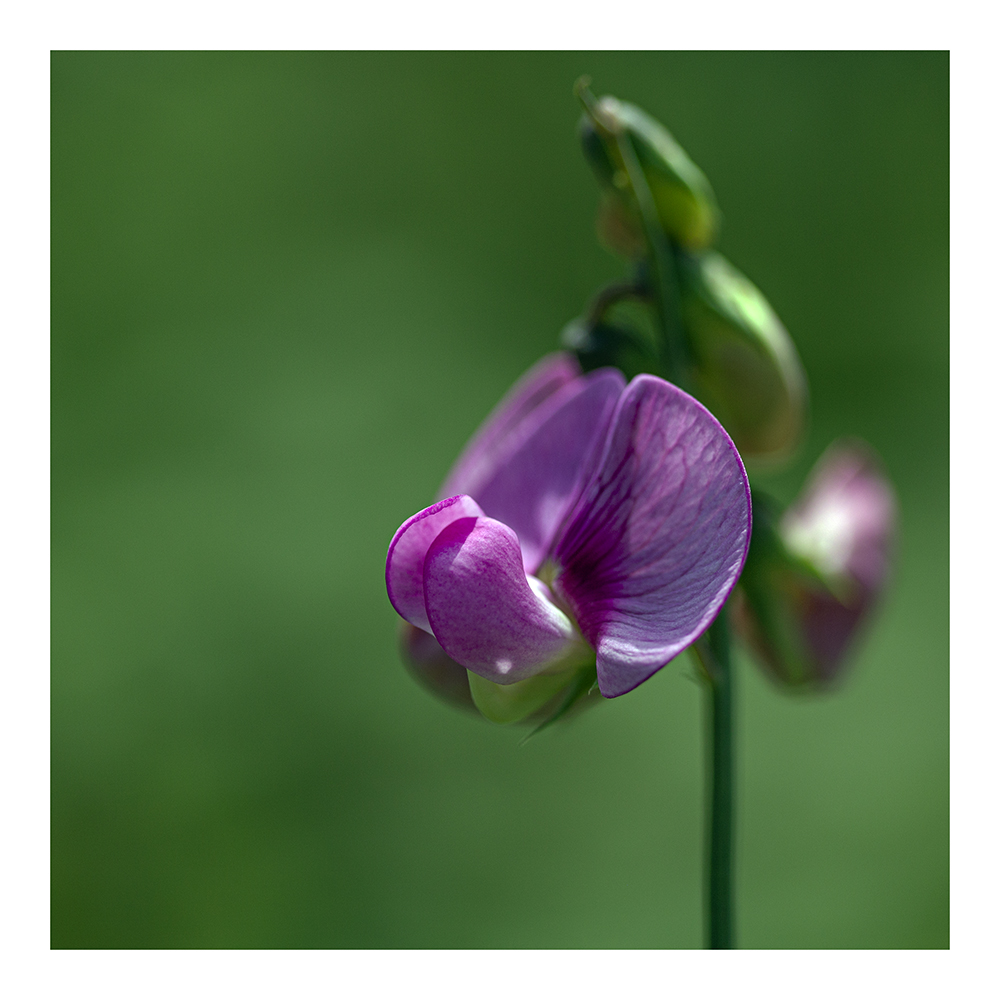 Blümchen am Donnerstag