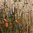 Blümchen am Feld