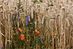 Blümchen am Feld