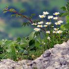 Blümchen am Fels