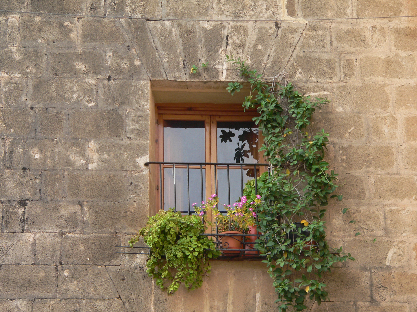 Blümchen am Fenster