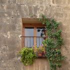 Blümchen am Fenster