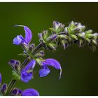 Blümchen am Freitag 