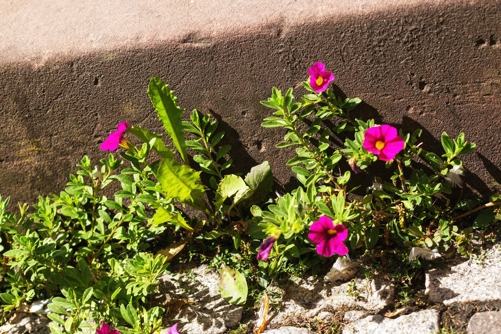 Blümchen am Fuße des Marktbrunnens