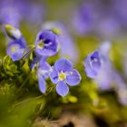 Blümchen am Gartenzaun