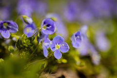 Blümchen am Gartenzaun