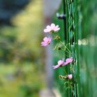 Blümchen am Gartenzaun