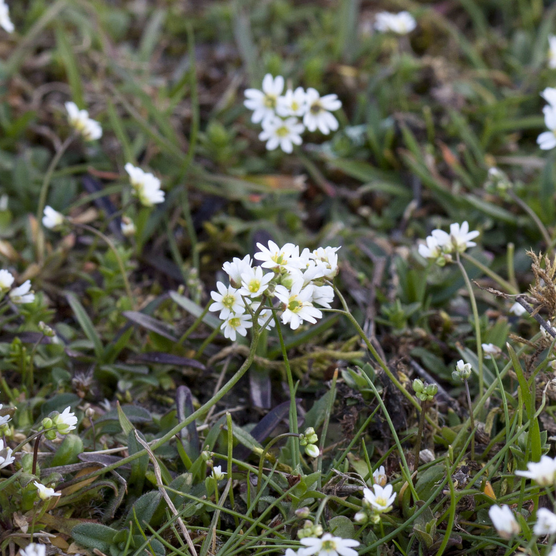 Blümchen am Gleis