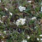 Blümchen am Gleis