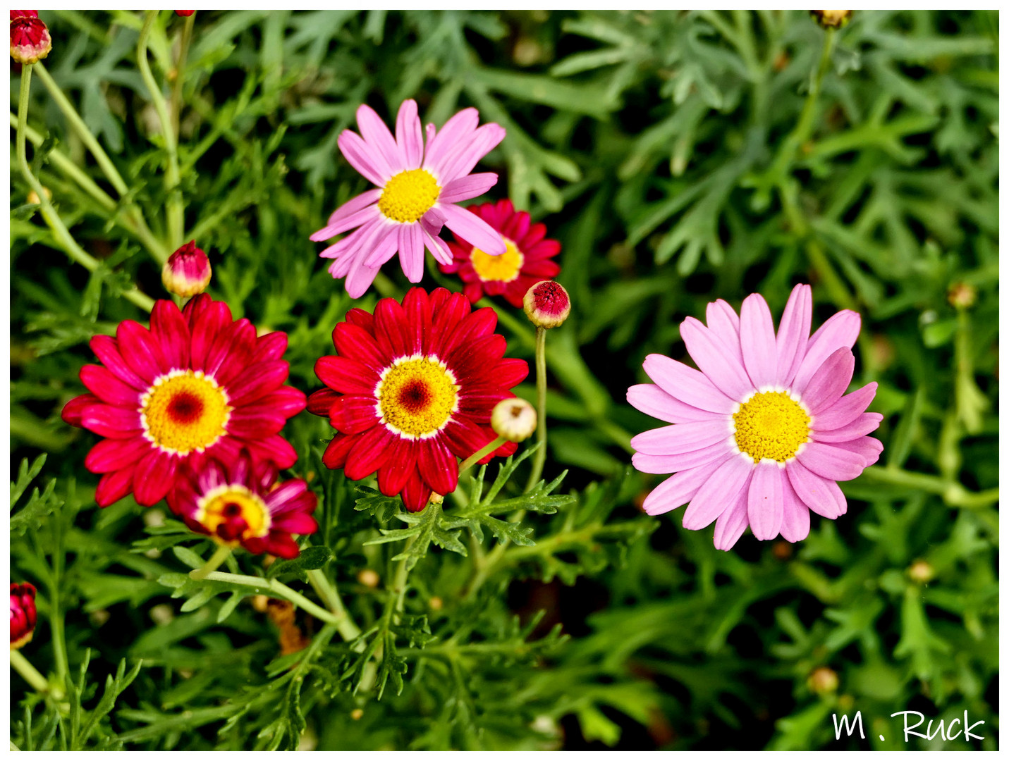 Blümchen am Haus !