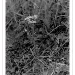 Blümchen am herbstlichen Teichrand.