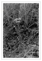 Blümchen am herbstlichen Teichrand.