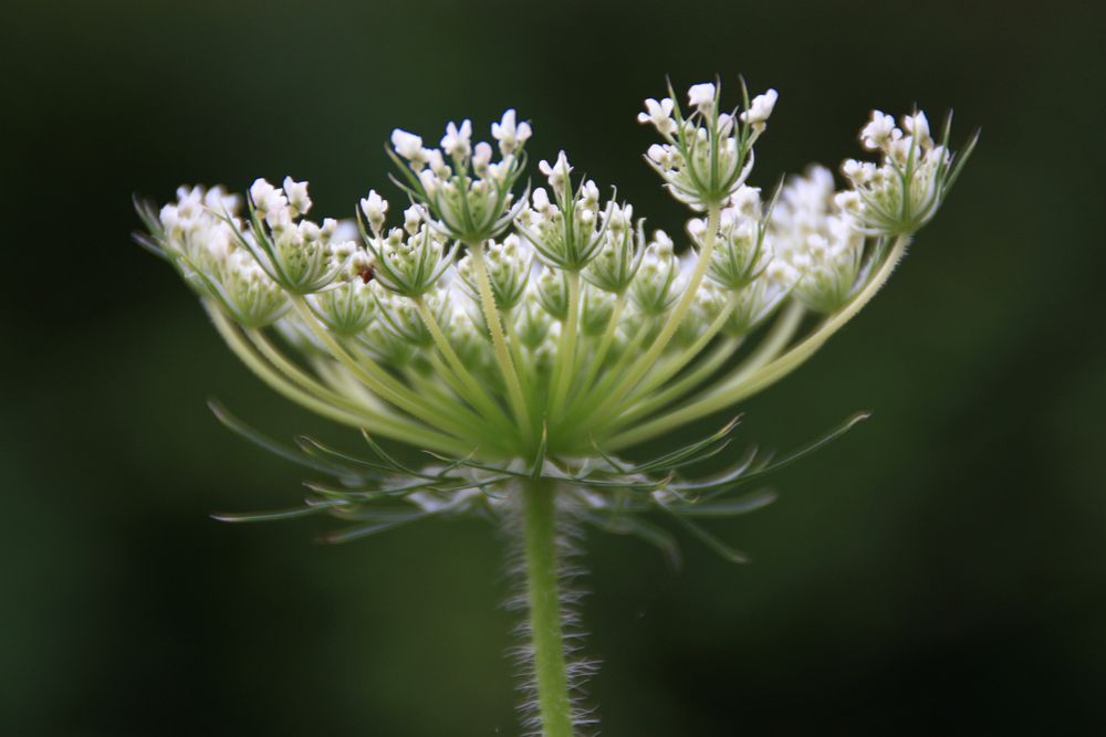 Blümchen am Kanal