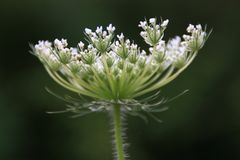 Blümchen am Kanal