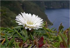 Blümchen am Kratersee