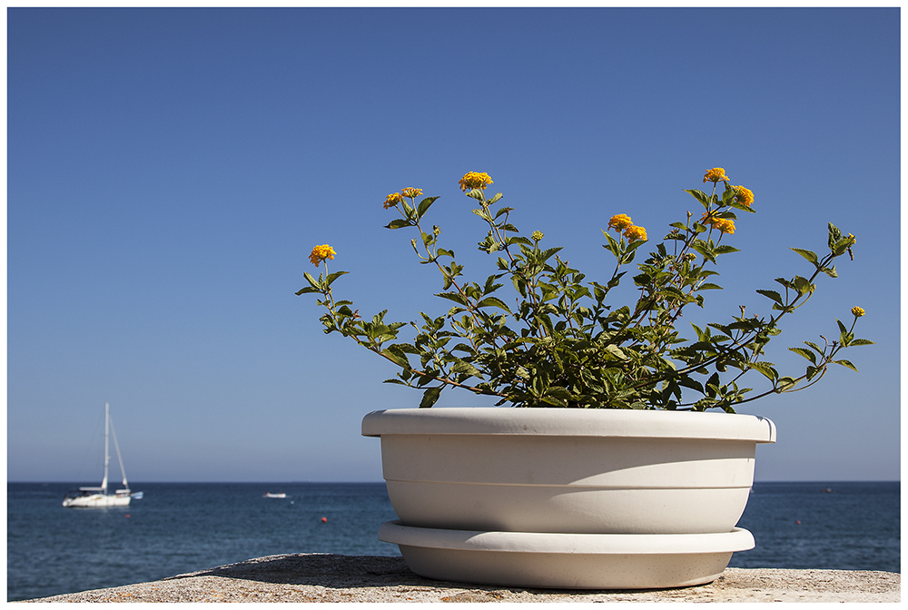 Blümchen am Meer