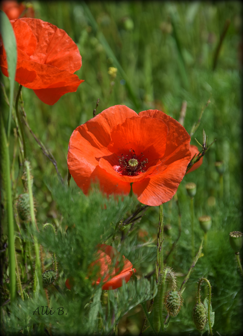  Blümchen am Mittwoch 