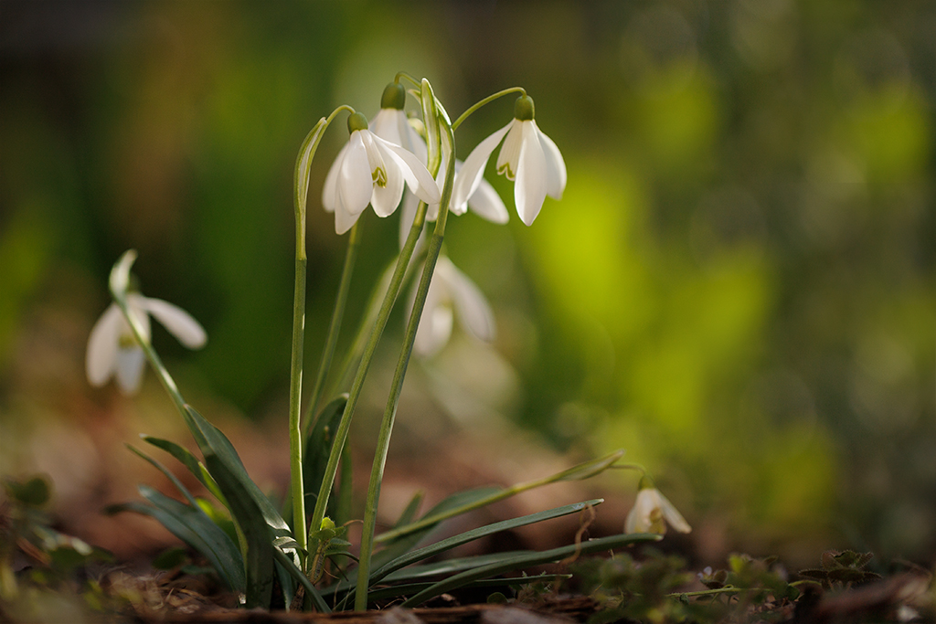 Blümchen am Mittwoch