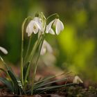 Blümchen am Mittwoch