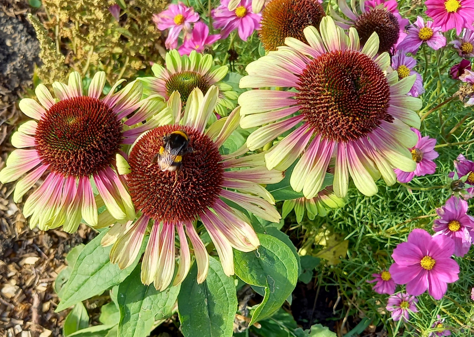 Blümchen am Mittwoch