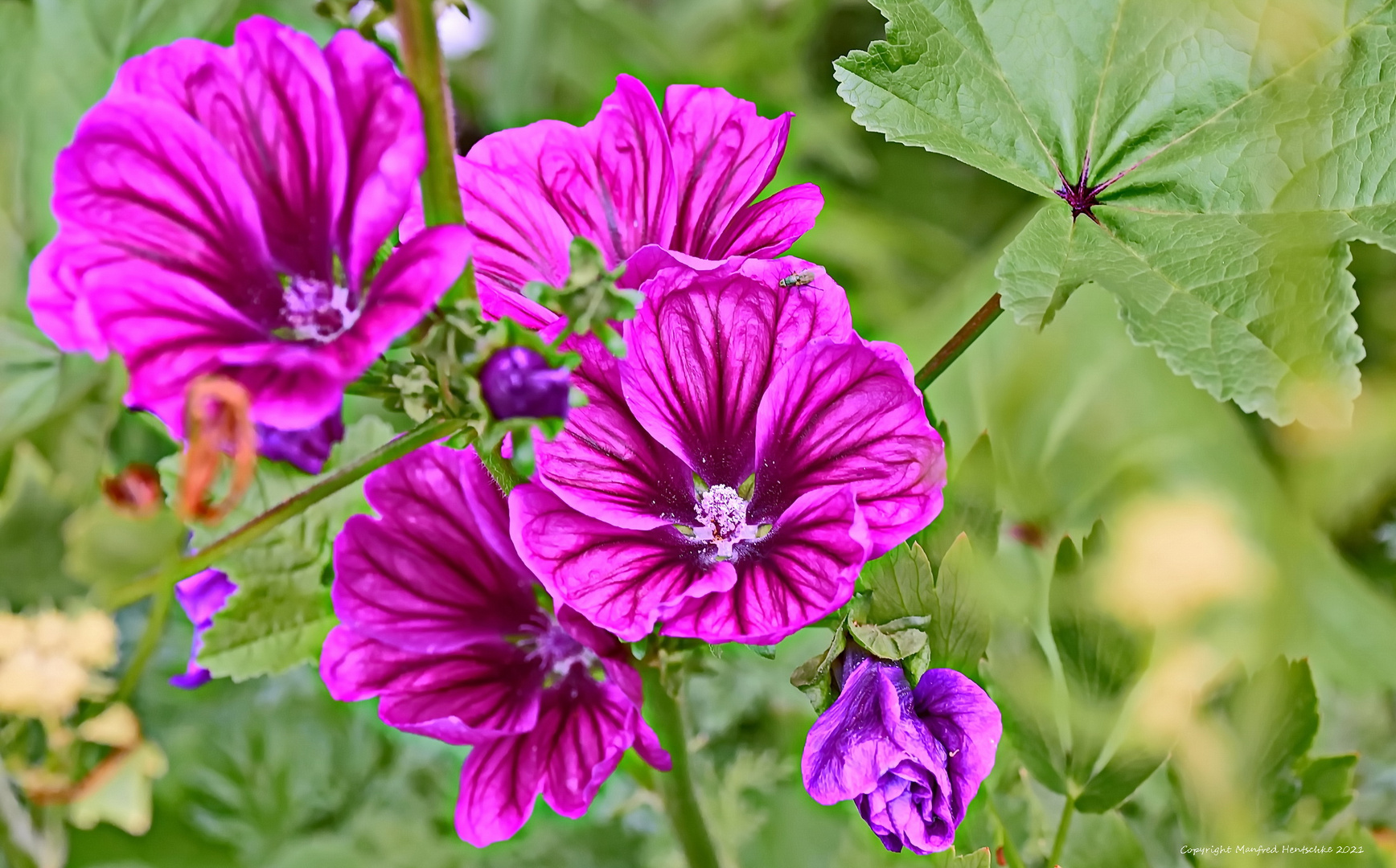 Blümchen am Mittwoch