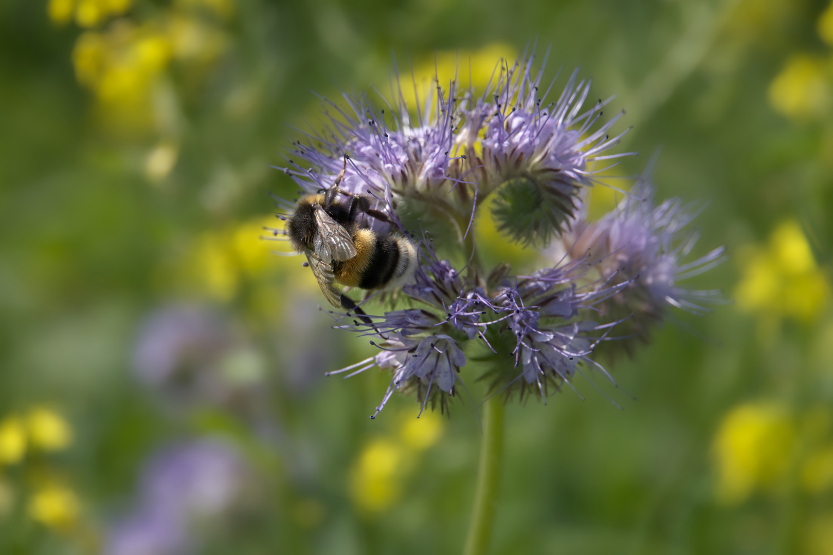 Blümchen am Mittwoch mit Zugabe