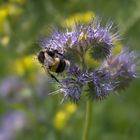 Blümchen am Mittwoch mit Zugabe