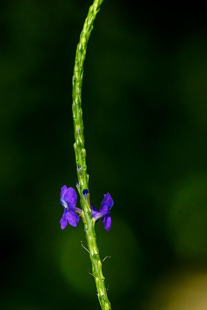 Blümchen am Montag