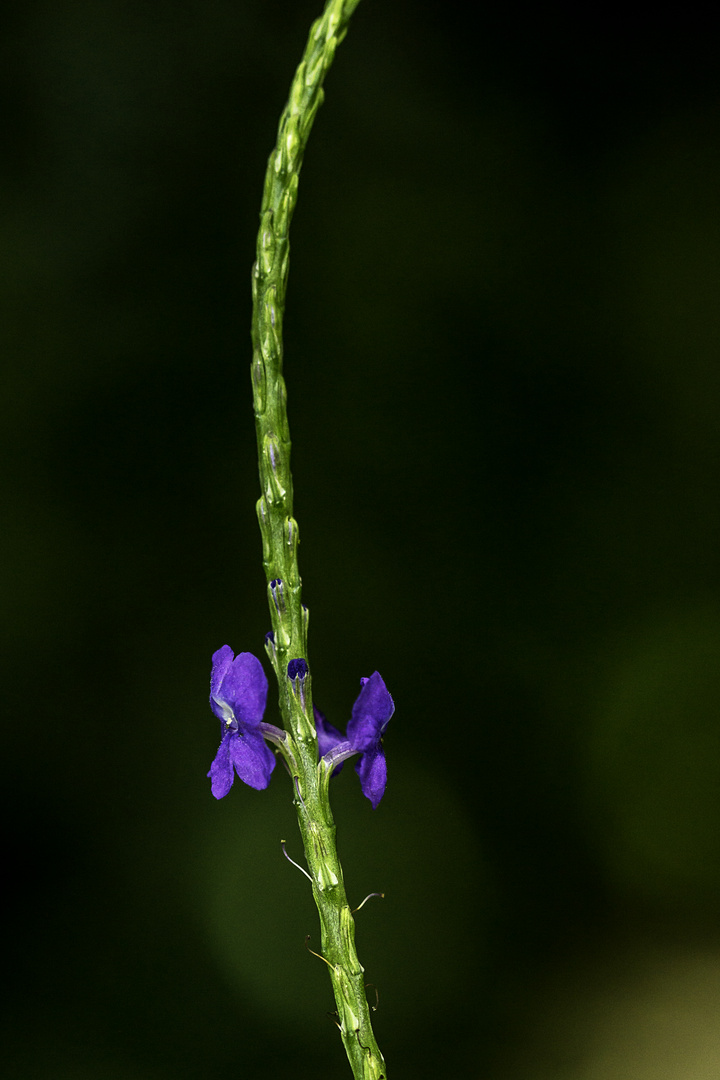 Blümchen am Montag