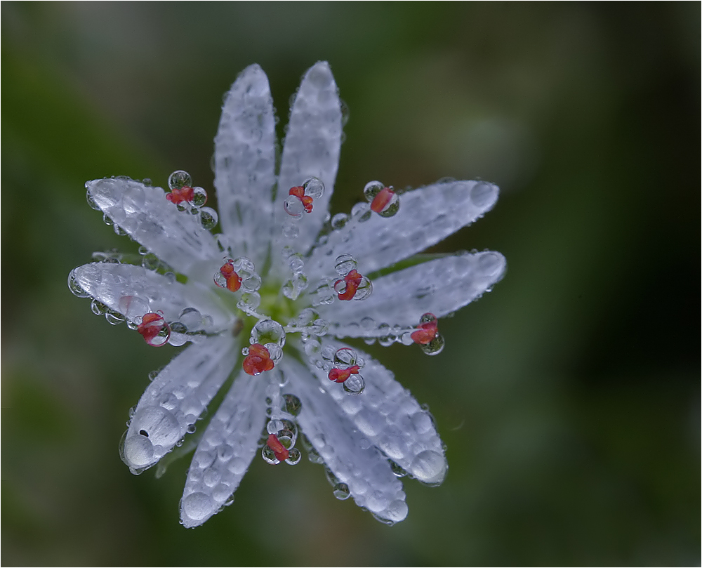 Blümchen am Morgen